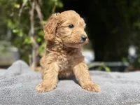 F1b female , a female Goldendoodle for sale in Kelso, WA – Photo 2 of 4