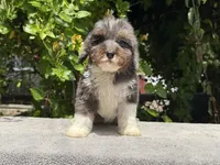 Snowball baby #3, a male Miniature Goldendoodle for sale in Kelso, WA – 4 of 5