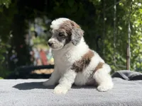 Anya male #2, a male Poodle - Standard  for sale in Kelso, WA – Photo 8 of 8