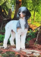 Anya male #2, a male Poodle - Standard  for sale in Kelso, WA – Photo 5 of 8