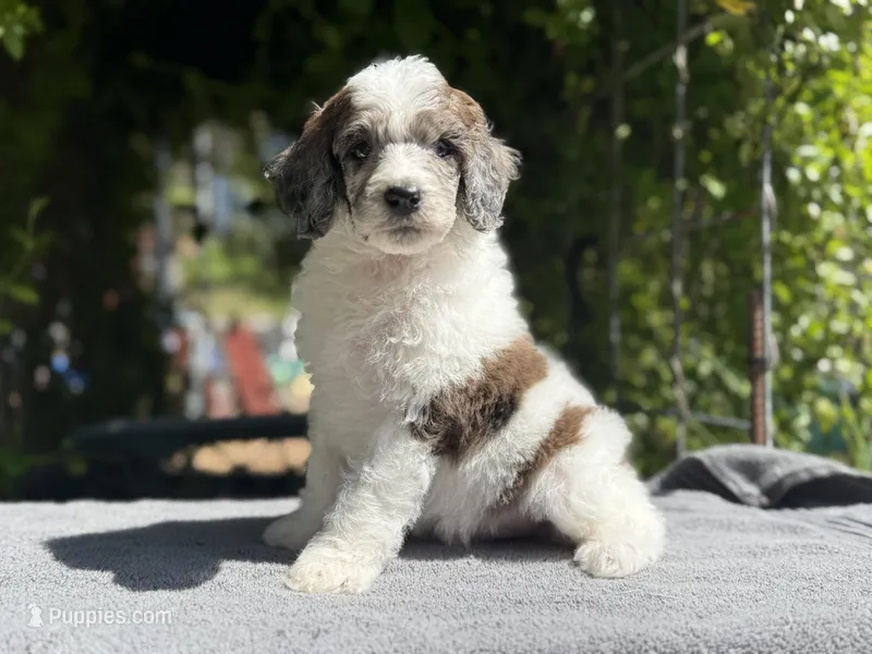 Anya male #2 – Poodle - Standard  puppy for sale in Kelso, WA