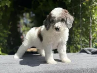 Anya male #2, a male Poodle - Standard  for sale in Kelso, WA – Photo 6 of 8