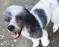 Anya male #2, a male Poodle - Standard  for sale in Kelso, WA – Photo 4 of 8
