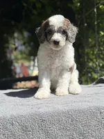 Anya male #2, a male Poodle - Standard  for sale in Kelso, WA – Photo 7 of 8