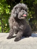 F1bb mini female #1, a female Miniature Goldendoodle for sale in Kelso, WA – 4 of 5