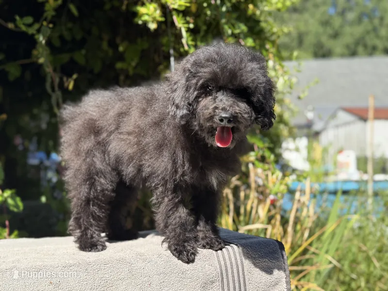 F1bb mini female #1 – Miniature Goldendoodle puppy for sale in Kelso, WA
