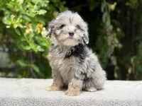 Snowball baby #6 blue eyes , a female Miniature Goldendoodle for sale in Kelso, WA – 3 of 6