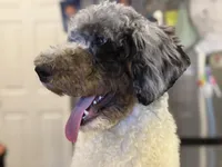 F1b mini male Merle tri, a male Miniature Goldendoodle for sale in Kelso, WA – Photo 5 of 5