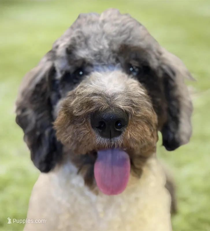 F1b mini male Merle tri – Miniature Goldendoodle puppy for sale in Kelso, WA