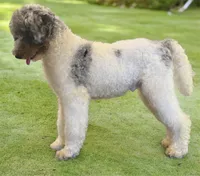 F1b mini male Merle tri, a male Miniature Goldendoodle for sale in Kelso, WA – Photo 4 of 5