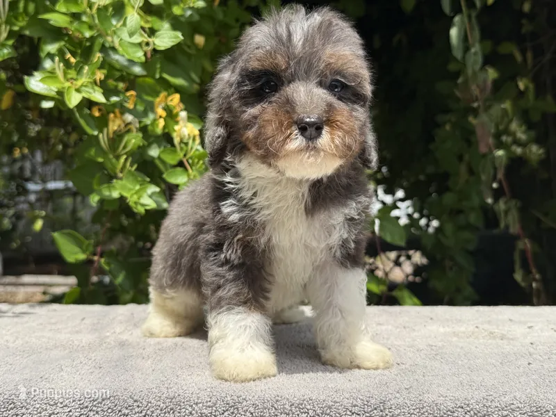 Snowball baby #3 – Miniature Goldendoodle puppy for sale in Kelso, WA