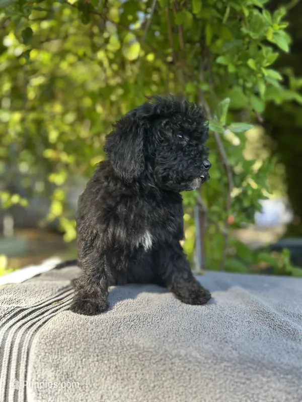 F1bb mini female #2 – Miniature Goldendoodle puppy for sale in Kelso, WA