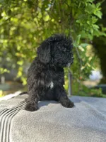 F1bb mini female #2, a female Miniature Goldendoodle for sale in Kelso, WA – Photo 1 of 4