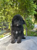 F1bb mini female #2, a female Miniature Goldendoodle for sale in Kelso, WA – Photo 2 of 4
