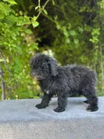 F1bb mini female #2, a female Miniature Goldendoodle for sale in Kelso, WA – Photo 3 of 4