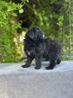 F1bb mini female #2, a female Miniature Goldendoodle for sale in Kelso, WA – Photo 4 of 4