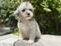 Snowball baby #5, a female Miniature Goldendoodle for sale in Kelso, WA – 2 of 5