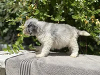 Snowball baby #5, a female Miniature Goldendoodle for sale in Kelso, WA – 5 of 5
