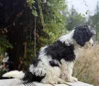Fatty patty black & white parti mini, a male Miniature Goldendoodle for sale in Kelso, WA – 3 of 5