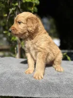 Male f1b #1, a male Goldendoodle for sale in Kelso, WA – Photo 5 of 5