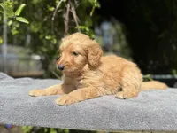 Male f1b #1, a male Goldendoodle for sale in Kelso, WA – Photo 2 of 5