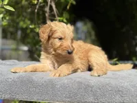 Male f1b #1, a male Goldendoodle for sale in Kelso, WA – Photo 3 of 5