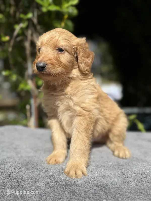 Male f1b #1 – Goldendoodle puppy for sale in Kelso, WA