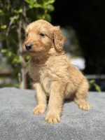 Male f1b #1, a male Goldendoodle for sale in Kelso, WA – Photo 1 of 5