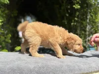 Male f1b #1, a male Goldendoodle for sale in Kelso, WA – Photo 4 of 5