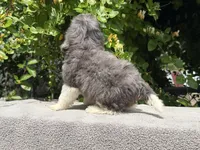 Snowball baby #3, a male Miniature Goldendoodle for sale in Kelso, WA – 5 of 5