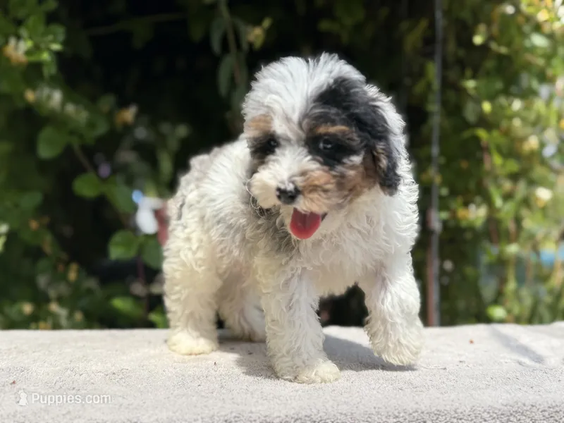 Snowball baby #4 – Miniature Goldendoodle puppy for sale in Kelso, WA