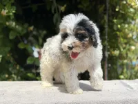Snowball baby #4, a male Miniature Goldendoodle for sale in Kelso, WA – 1 of 5