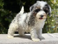 Snowball baby #4, a male Miniature Goldendoodle for sale in Kelso, WA – 5 of 5