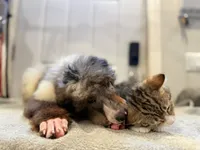 processed/774f2683-3542-41a0-8f6c-48e0fa56060e/listing/bb9bcebf-a38f-4f17-8604-6e94ad490be4/0cc9d662-428e-4bd7-a04e-81b08e8cc1c7