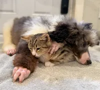 processed/774f2683-3542-41a0-8f6c-48e0fa56060e/listing/bb9bcebf-a38f-4f17-8604-6e94ad490be4/233c71d9-ca66-4da8-a68c-c18d35e6918b