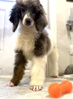 processed/774f2683-3542-41a0-8f6c-48e0fa56060e/listing/bb9bcebf-a38f-4f17-8604-6e94ad490be4/71503f1c-9e37-4e5e-b2e1-da766a14bf7d