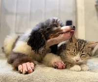 processed/774f2683-3542-41a0-8f6c-48e0fa56060e/listing/bb9bcebf-a38f-4f17-8604-6e94ad490be4/bdaf5a71-99b7-4562-858e-b3ff8beb11d4