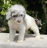 Snowball baby #1 blue eyes, a male Miniature Goldendoodle for sale in Kelso, WA – 3 of 7