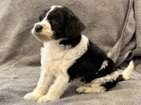 F1bb mini tri female #3, a female Miniature Goldendoodle for sale in Kelso, WA – Photo 5 of 5