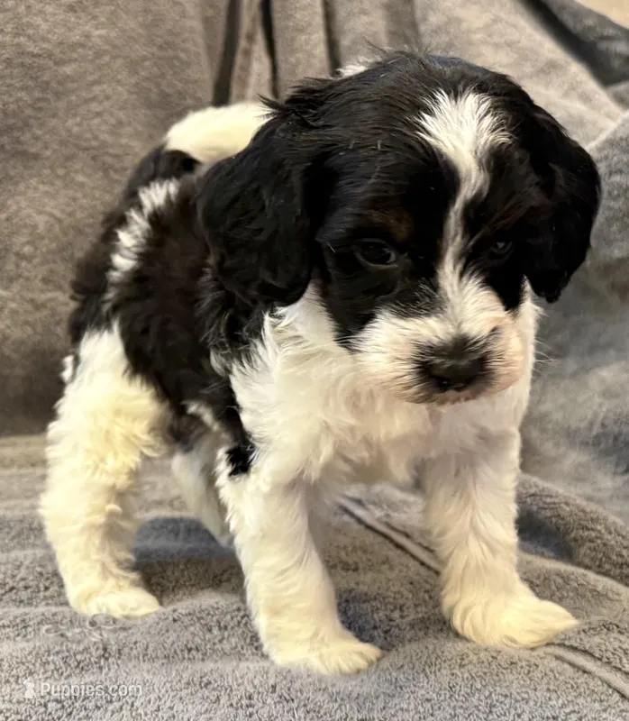 F1bb mini tri female #3 – Miniature Goldendoodle puppy for sale in Kelso, WA