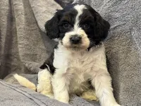 F1bb mini tri female #3, a female Miniature Goldendoodle for sale in Kelso, WA – Photo 3 of 5