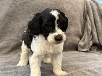 F1bb mini tri female #3, a female Miniature Goldendoodle for sale in Kelso, WA – Photo 2 of 5