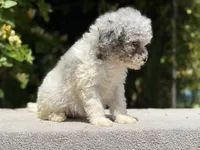 Snowball baby #5, a female Miniature Goldendoodle for sale in Kelso, WA – 4 of 5
