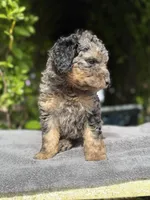 F1b male #2 Merle phantom, a male Goldendoodle for sale in Kelso, WA – Photo 4 of 5