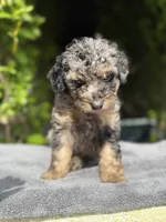 F1b male #2 Merle phantom, a male Goldendoodle for sale in Kelso, WA – Photo 3 of 5