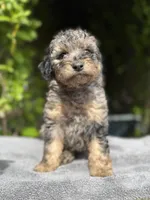 F1b male #2 Merle phantom, a male Goldendoodle for sale in Kelso, WA – Photo 2 of 5