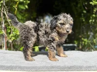 F1b male #2 Merle phantom, a male Goldendoodle for sale in Kelso, WA – Photo 5 of 5