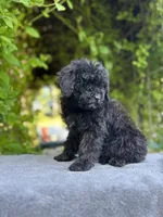 F1bb mini male #1 , a male Miniature Goldendoodle for sale in Kelso, WA – Photo 2 of 2