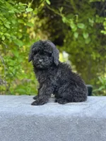 F1bb mini male #1 , a male Miniature Goldendoodle for sale in Kelso, WA – Photo 1 of 2