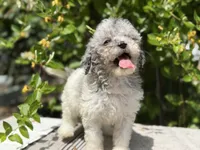 Snowball baby #5, a female Miniature Goldendoodle for sale in Kelso, WA – 1 of 5